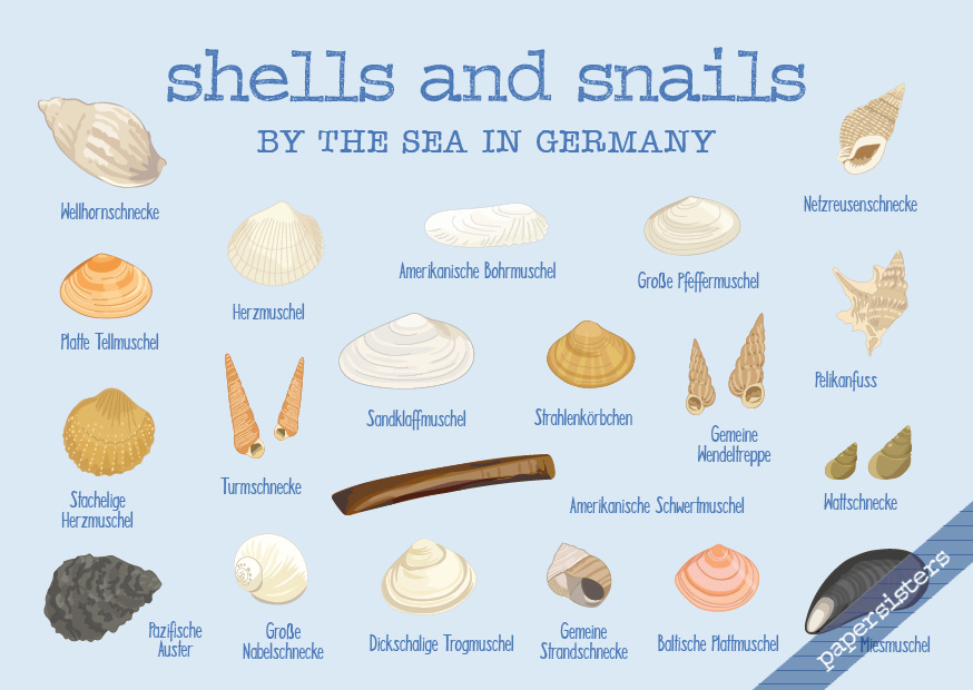 papersisters-Shells-and-Snails-postcard